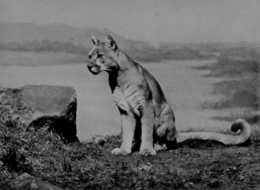 FEMALE PUMA. FEMALE PUMA.