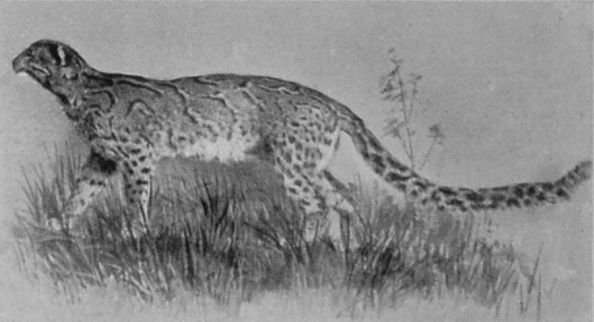 MARBLED CAT. MARBLED CAT.