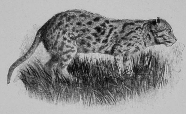 FISHING-CAT. FISHING-CAT.