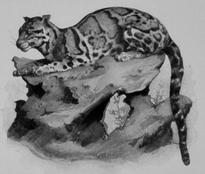 CLOUDED LEOPARD. CLOUDED LEOPARD.