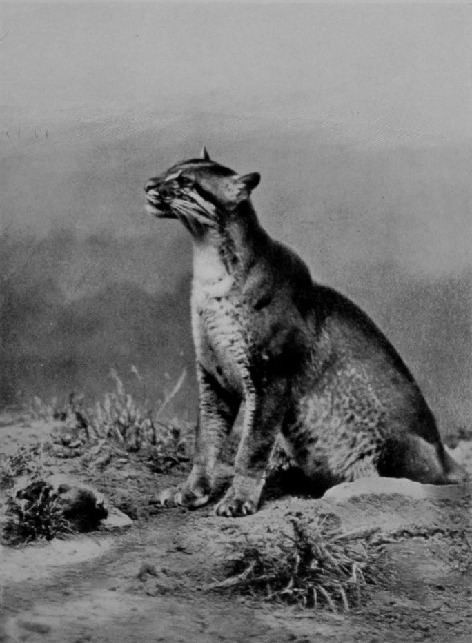 GOLDEN CAT. GOLDEN CAT.