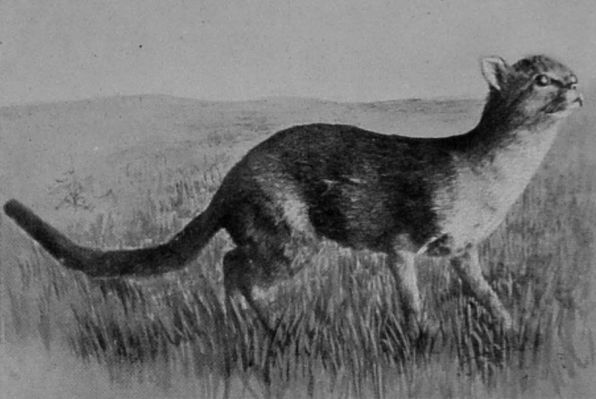 EYRA CAT. EYRA CAT.