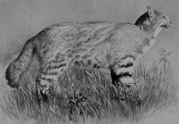 PAMPAS-CAT. PAMPAS-CAT.