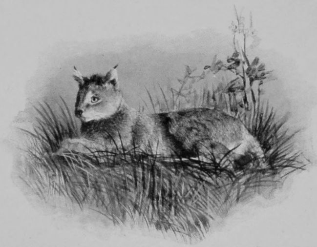 AFRICAN CHAUS, OR JUNGLE-CAT. AFRICAN CHAUS, OR JUNGLE-CAT.