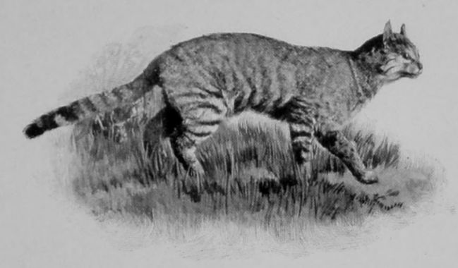 KAFFIR CAT. KAFFIR CAT.