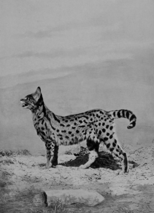 MALE SERVAL. MALE SERVAL.