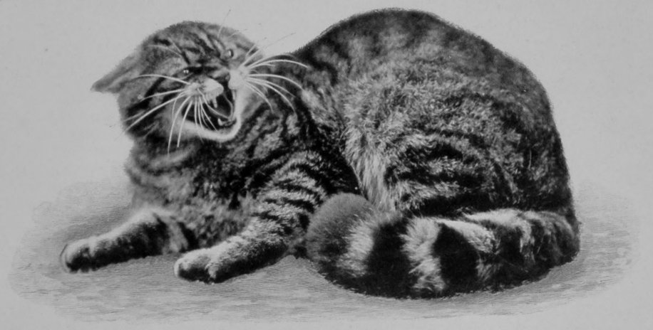 EUROPEAN WILD CAT. EUROPEAN WILD CAT.