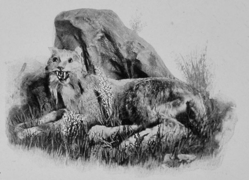 CANADIAN LYNX. CANADIAN LYNX.