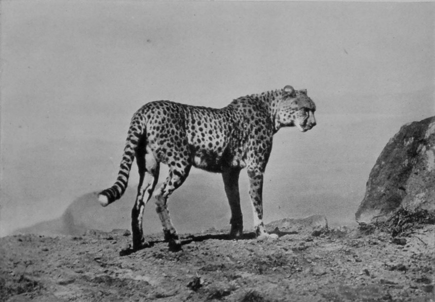 A CHEETA ON THE LOOK-OUT. A CHEETA ON THE LOOK-OUT.