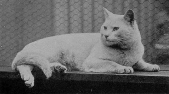 WHITE SHORT-HAIRED. WHITE SHORT-HAIRED.