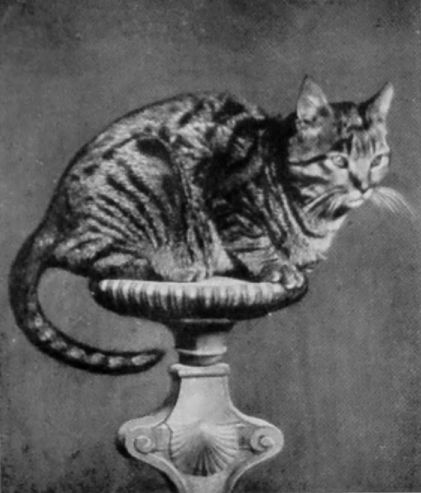 MACKEREL-MARKED TABBY. MACKEREL-MARKED TABBY.