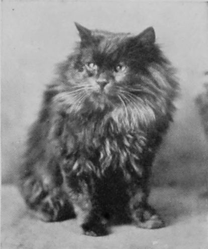 BLUE LONG-HAIRED, OR PERSIAN. BLUE LONG-HAIRED, OR PERSIAN.