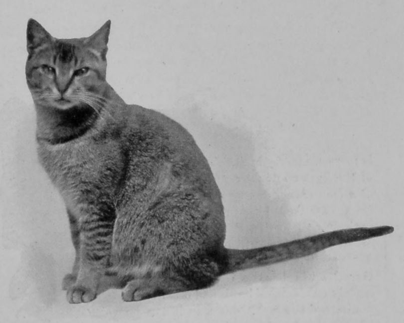 THE "BUN" OR "TICKED" SHORT-HAIRED CAT. THE "BUN" OR "TICKED" SHORT-HAIRED CAT.