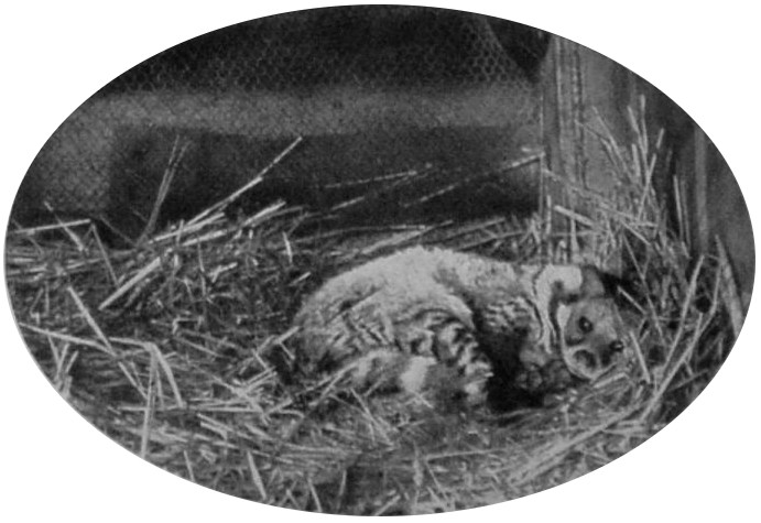 LARGE INDIAN CIVET. LARGE INDIAN CIVET.