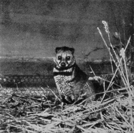 SUMATRAN CIVET. SUMATRAN CIVET.