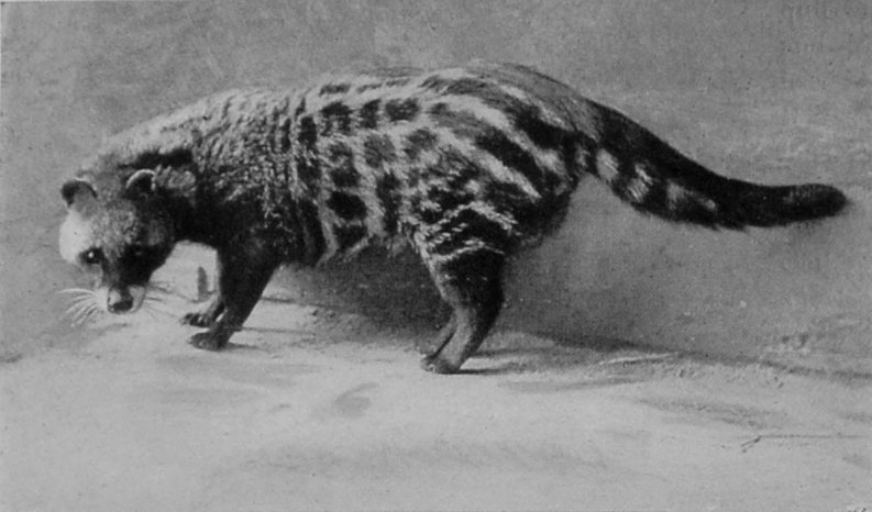 AFRICAN CIVET. AFRICAN CIVET.