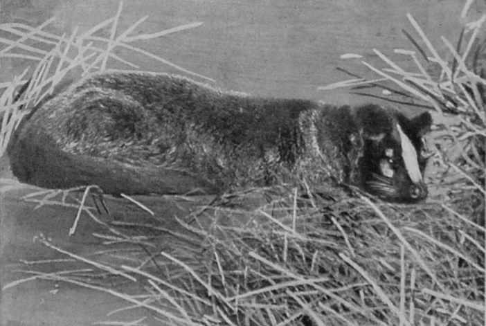 MASKED PALM-CIVET. MASKED PALM-CIVET.