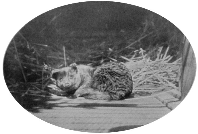 TWO-SPOTTED PALM-CIVET. TWO-SPOTTED PALM-CIVET.