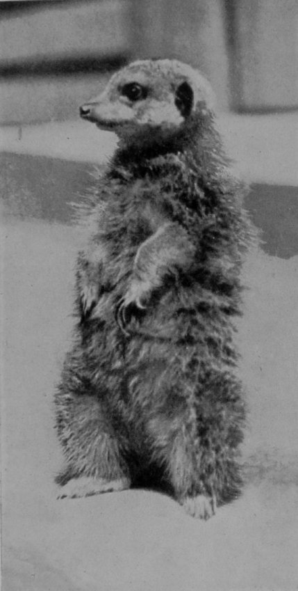 MEERKAT. MEERKAT.