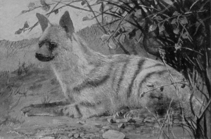 AARD-WOLF. AARD-WOLF.