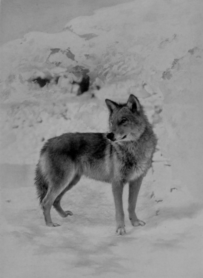 YOUNG GREY WOLF. YOUNG GREY WOLF.