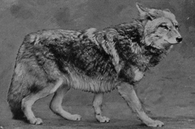 PRAIRIE-WOLF, OR COYOTE. PRAIRIE-WOLF, OR COYOTE.