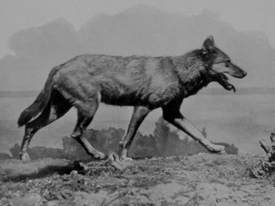 "THE WOLF WITH PRIVY PAW." "THE WOLF WITH PRIVY PAW."