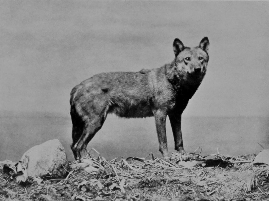 A WOLF OF THE CARPATHIANS. A WOLF OF THE CARPATHIANS.