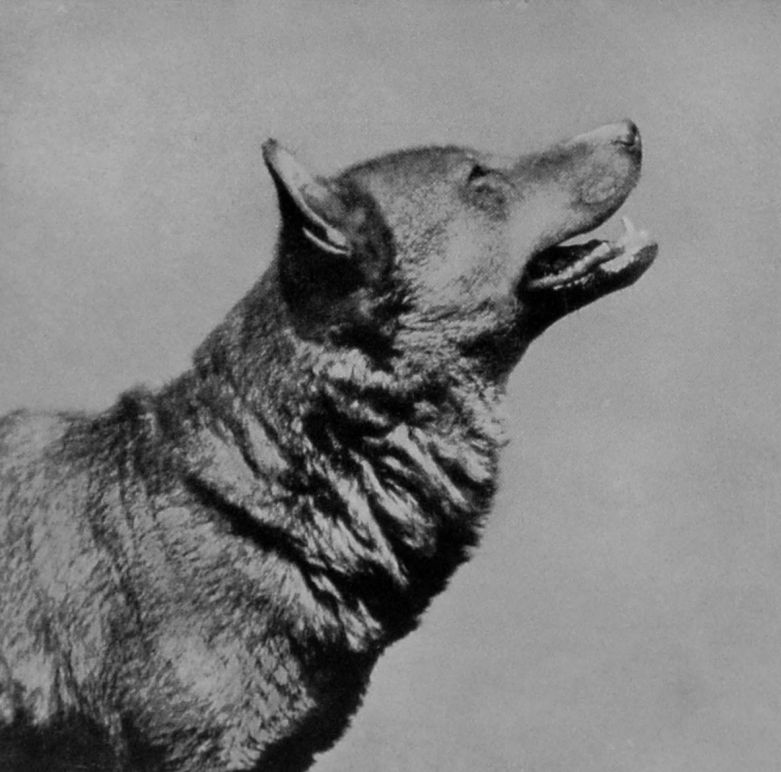 WOLF'S HEAD. WOLF'S HEAD.