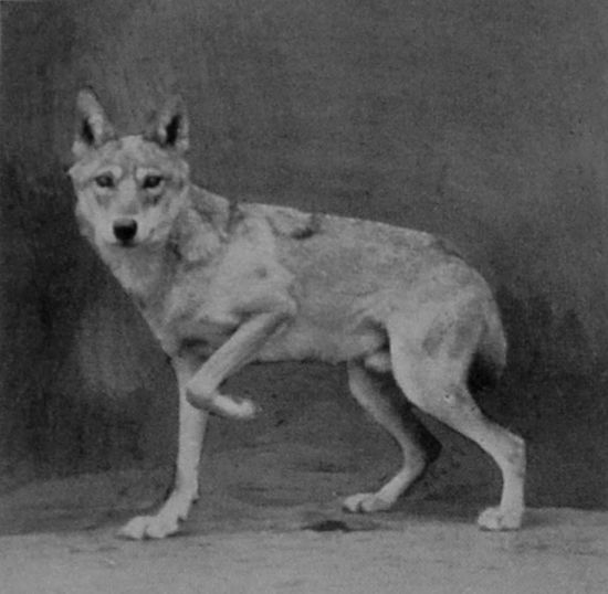 INDIAN WOLF. INDIAN WOLF.