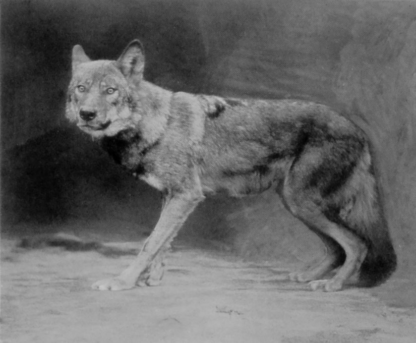 RUSSIAN WOLF. RUSSIAN WOLF.