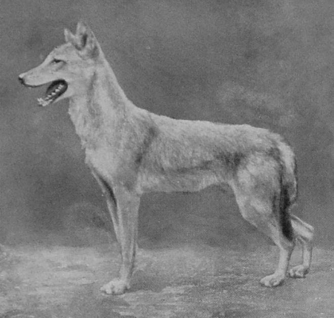 NORTH AFRICAN JACKAL. NORTH AFRICAN JACKAL.