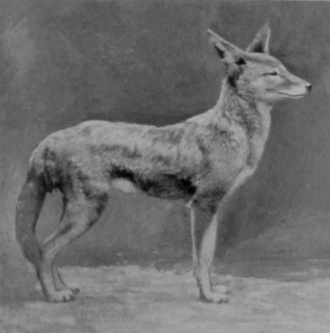 TURKISH JACKAL. TURKISH JACKAL.