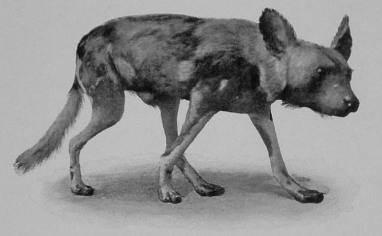 CAPE HUNTING-DOG. CAPE HUNTING-DOG.