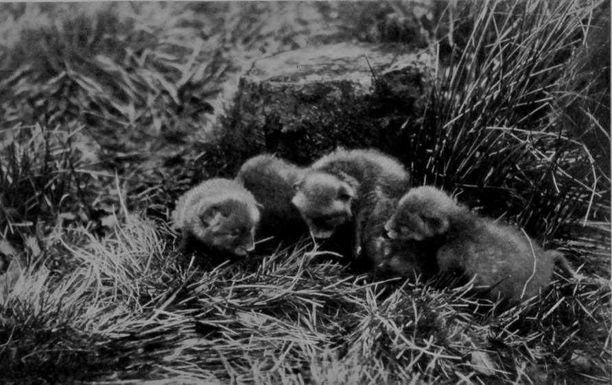 FOX CUBS. FOX CUBS.