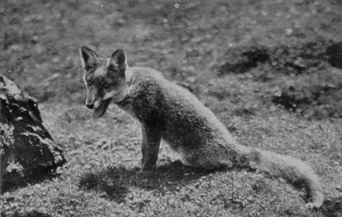 LEICESTERSHIRE FOX. LEICESTERSHIRE FOX.