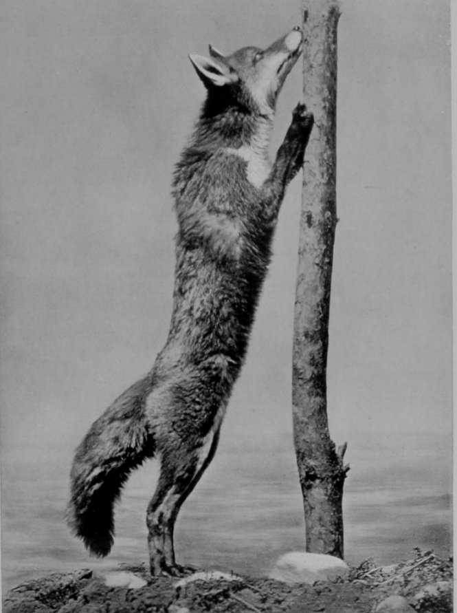 TOO DIFFICULT! TOO DIFFICULT!