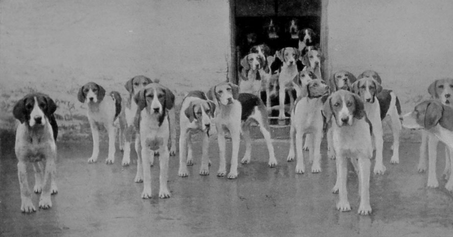 STAG-HOUND PUPPIES. STAG-HOUND PUPPIES.
