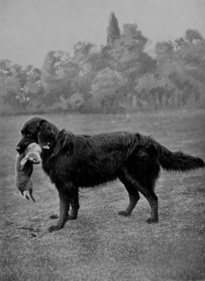 RETRIEVER. RETRIEVER.