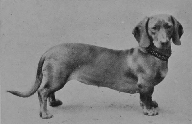 DACHSHUND. DACHSHUND.