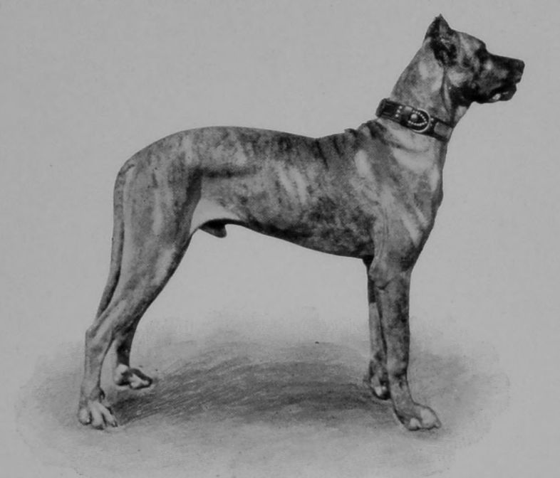 GREAT DANE. GREAT DANE.