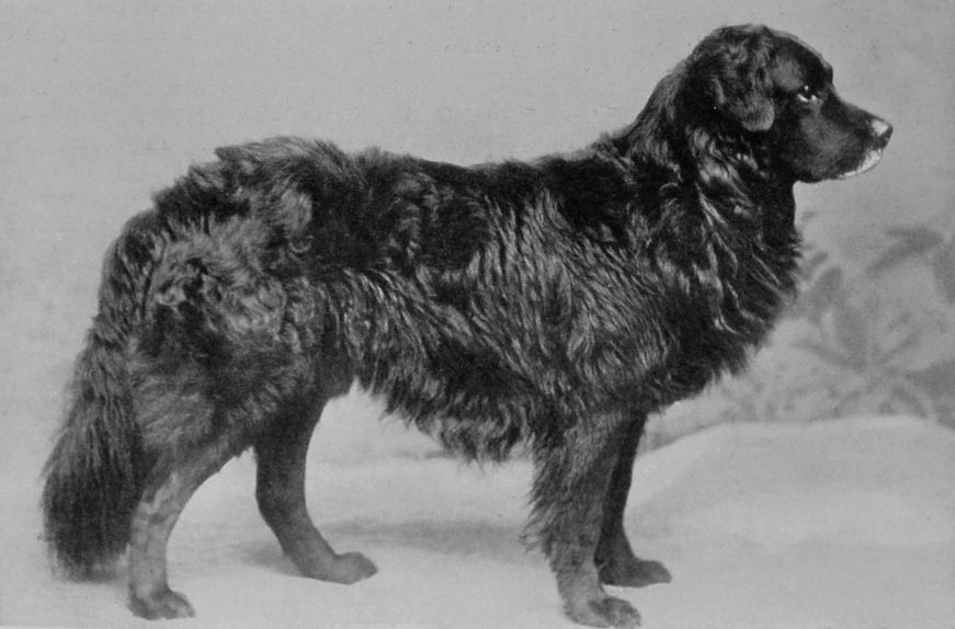 NEWFOUNDLAND. NEWFOUNDLAND.