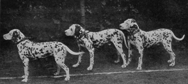 DALMATIANS. DALMATIANS.