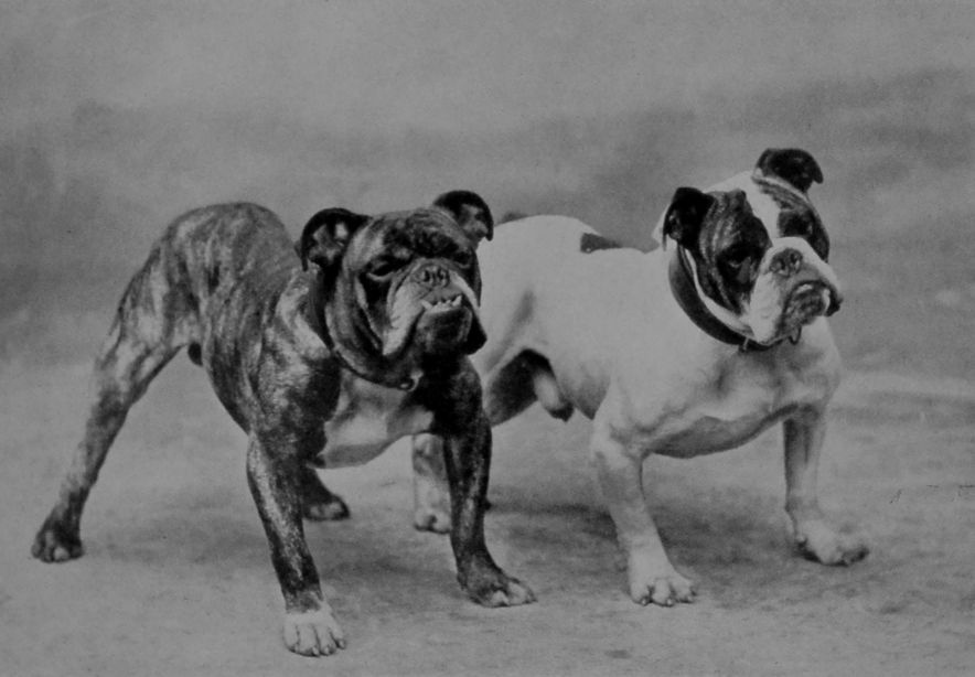 BULL-DOGS. BULL-DOGS.