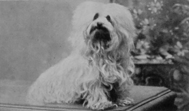 MALTESE TOY TERRIER. MALTESE TOY TERRIER.