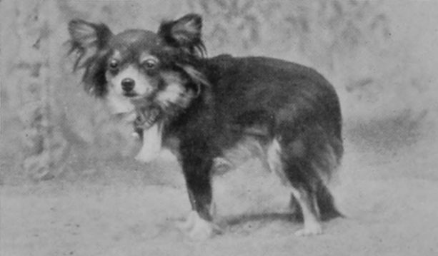 BUTTERFLY-DOG. BUTTERFLY-DOG.