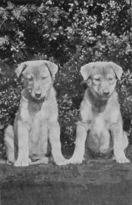 PARIAH PUPPIES. PARIAH PUPPIES.