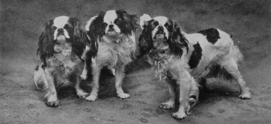 BLENHEIM AND PRINCE CHARLES SPANIELS. BLENHEIM AND PRINCE CHARLES SPANIELS.