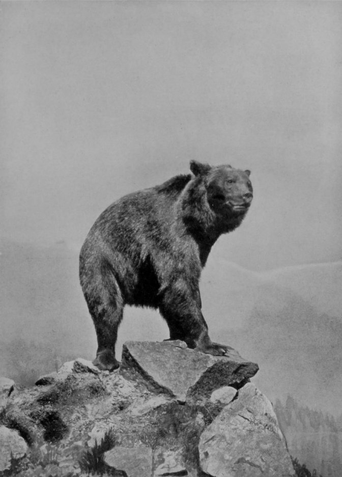 COMMON BROWN BEAR. COMMON BROWN BEAR.