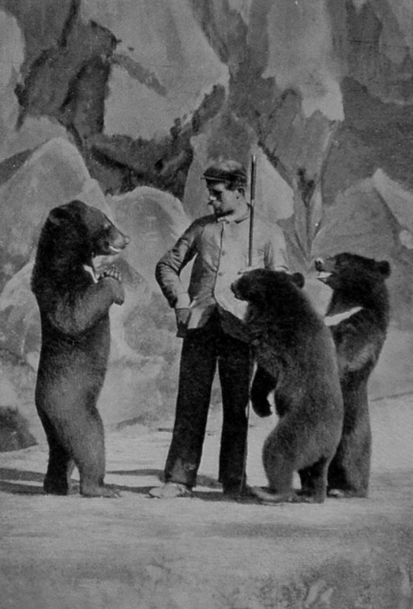 THREE PERFORMING BEARS. THREE PERFORMING BEARS.